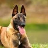 malinois-precio