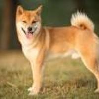 Shiba Inu