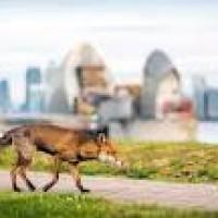 urban-fox-town-w-opiniones